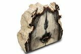 Tall, Petrified Wood Bookends - McDermitt, Oregon #297353-1